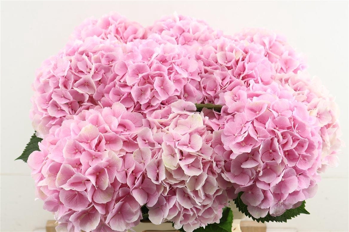 <h4>Hydr M Verena Pink 60-19</h4>
