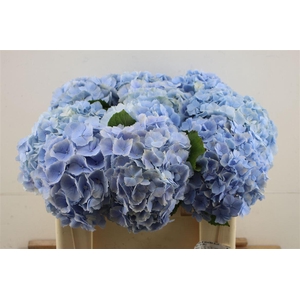 Hydr M Verena Blue 50-18 (nl)