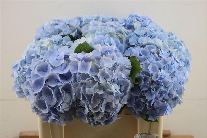 <h4>Hydr M Verena Blue 50-18 (nl)</h4>