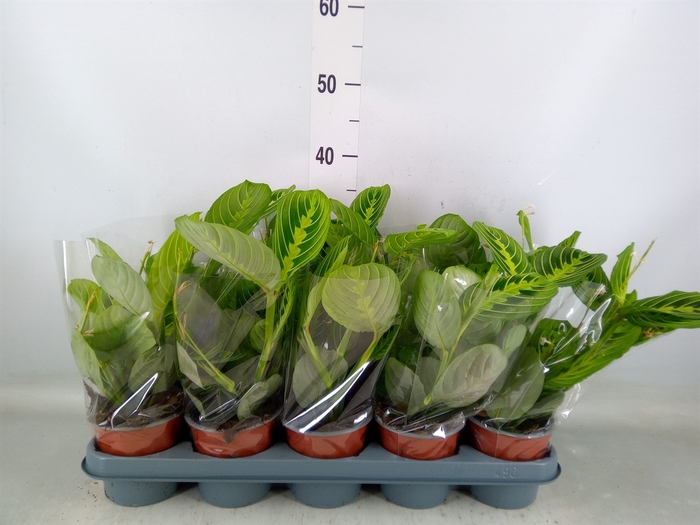 <h4>Maranta leuc. 'Lemon'</h4>