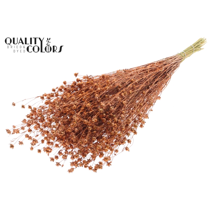 <h4>Lino Vlas p/bunch in poly Copper + Glitter</h4>