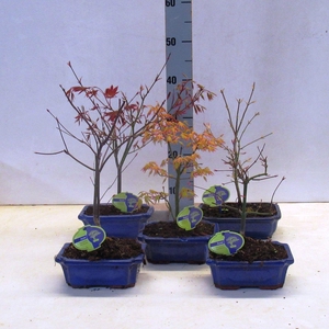 Acer Mix 20 cm, 3 species, without driptray