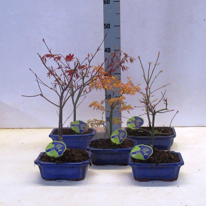 <h4>Acer Mix 20 cm, 3 species, without driptray</h4>