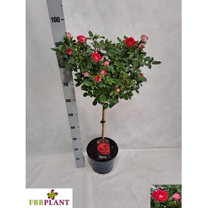 ROSA ST OV