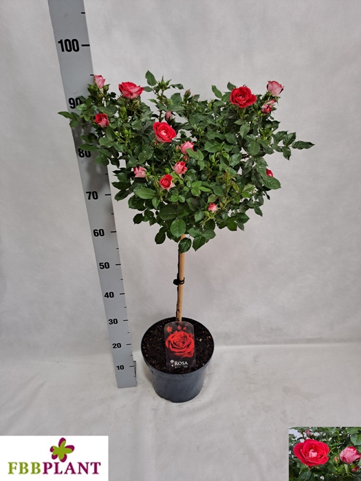 <h4>ROSA ST OV</h4>