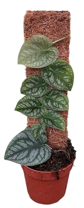 Monstera dubia (juveniel)