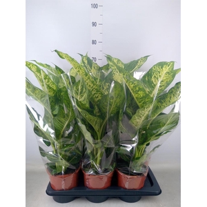 Dieffenbachia  'Mars'