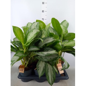 Aglaonema  'Silver Bay'