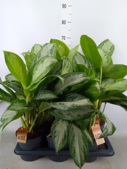<h4>Aglaonema 'Silver Bay'</h4>