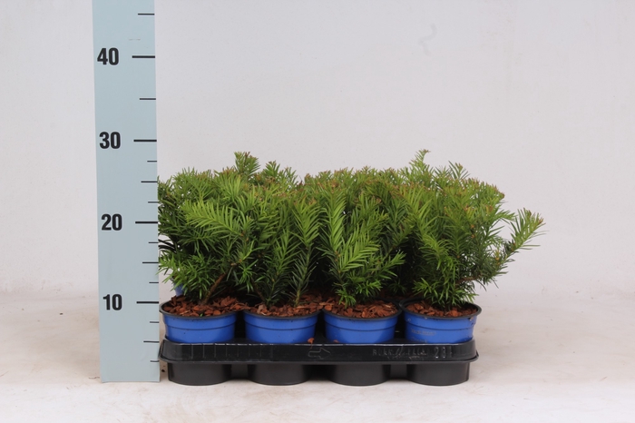 <h4>Taxus Baccata Repandens</h4>