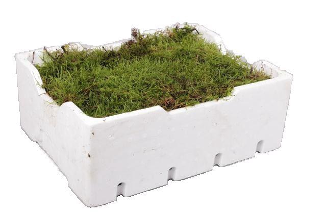 <h4>Moss Flat</h4>