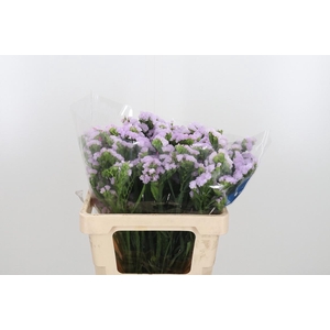 Lim S Tessa Lavender