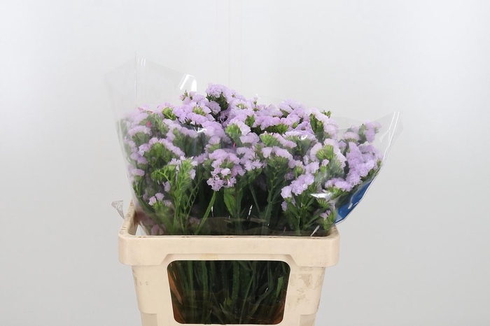 <h4>Lim S Tessa Lavender</h4>