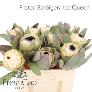 Protea Barbigera Ice Queen