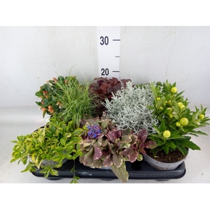 Vaste pltn   ...mix 6  [Perennials]