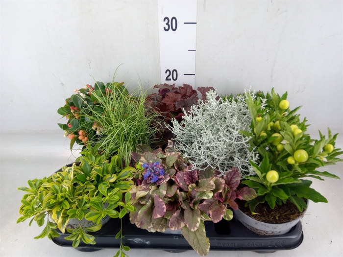 <h4>Vaste pltn   ...mix 6  [Perennials]</h4>