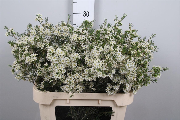 <h4>Chame Un Ofir</h4>