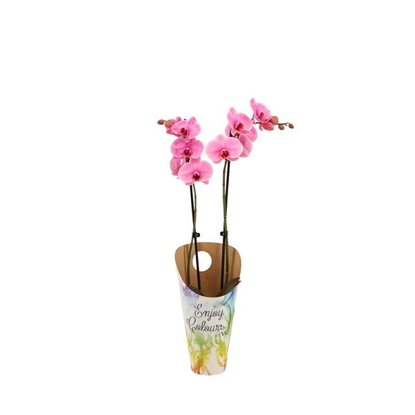 <h4>Enjoy Potcover Phal I Am Pink 2T14+</h4>