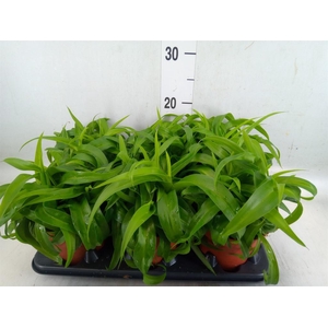 Chlorophytum com. 'Green Bonnie'