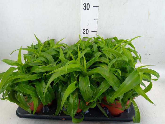 <h4>Chlorophytum com. 'Green Bonnie'</h4>