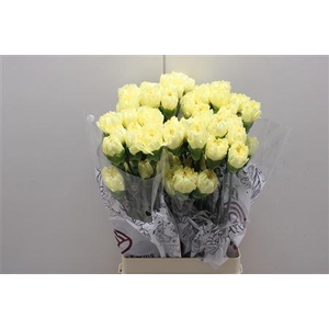 Di St Diletta Yellow