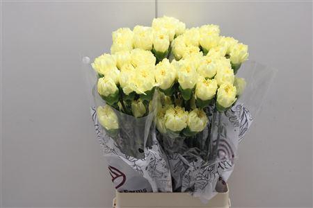 <h4>Di St Diletta Yellow</h4>