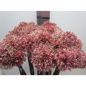 Allium Mount Rood