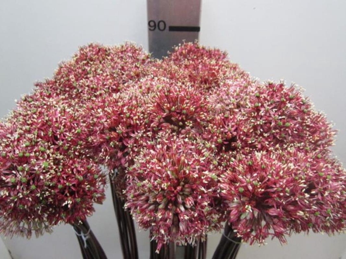 <h4>Allium Mount Rood</h4>