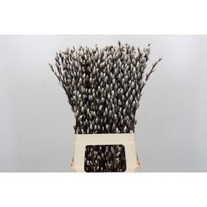 Salix Caprea Snow Flake Premium