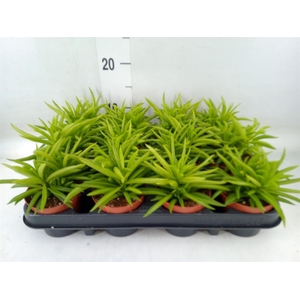 Peperomia ferreyrae 'Happy-Bean'