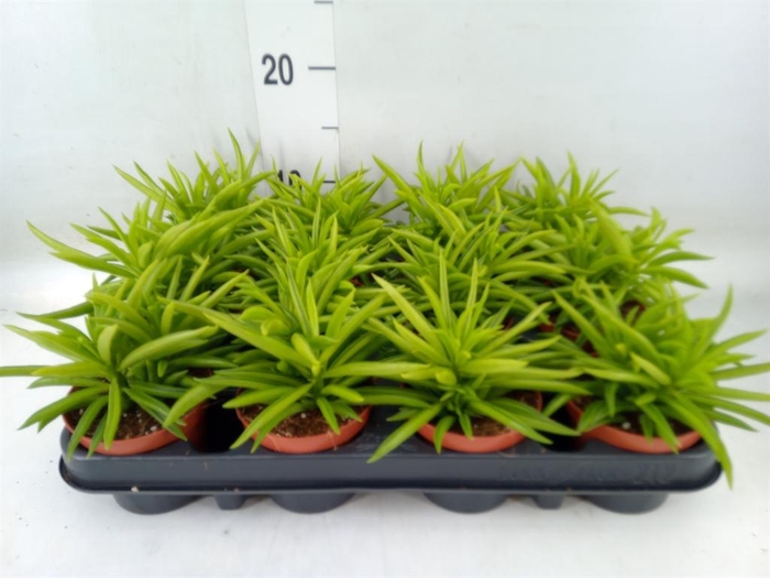 <h4>Peperomia ferreyrae 'Happy-Bean'</h4>