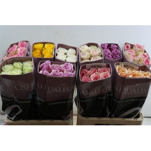R Gr Soft Paradise Mix (pastel)
