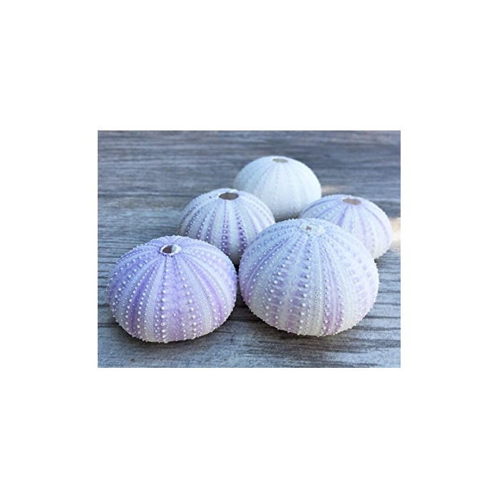 <h4>SHELL SEA URCHIN VIOLET 12pcs</h4>