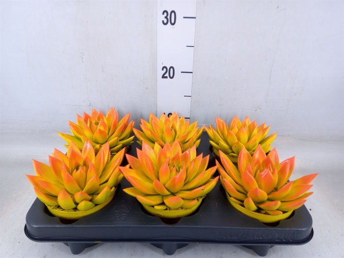 <h4>Echeveria  'Miranda'</h4>