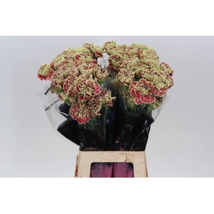 Anjer Lang Wine Cover