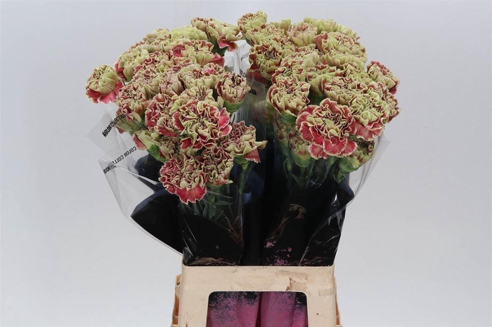 <h4>Anjer Lang Wine Cover</h4>