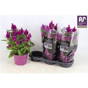 Cel Deep Purple
