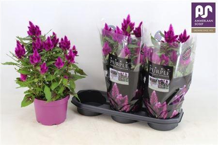 <h4>Cel Deep Purple</h4>