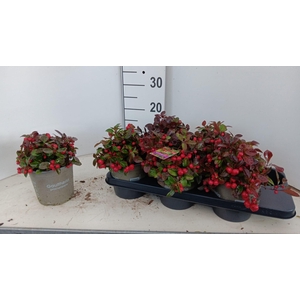 GAULTH PROCUMBENS