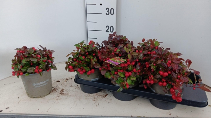 <h4>GAULTH PROCUMBENS</h4>