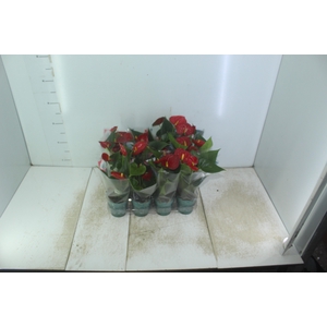 ANTHURIUM RED SUCCESS P09