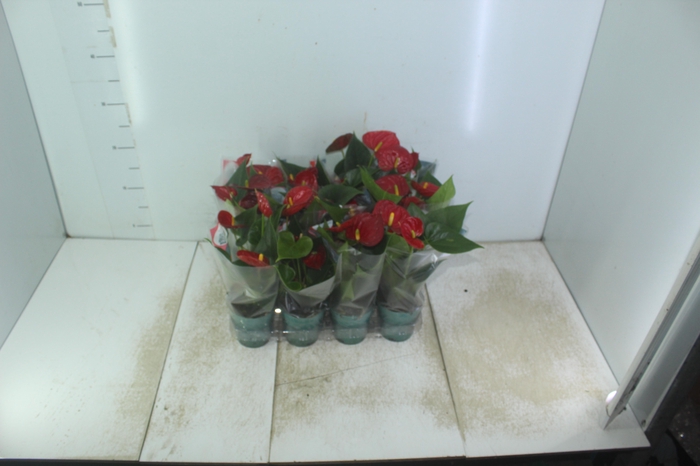 <h4>ANTHURIUM RED SUCCESS P09</h4>