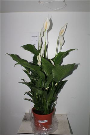 <h4>Spath Sweet Lauretta 4-5+</h4>