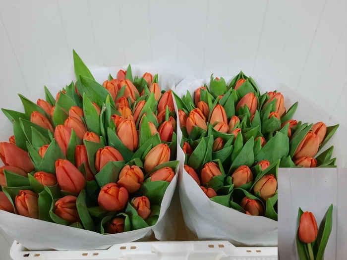 <h4>TU EN TIME OUT</h4>