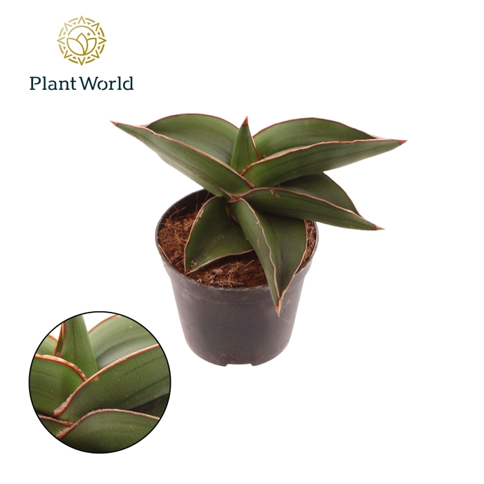 <h4>Sansevieria Samurai Compacta</h4>