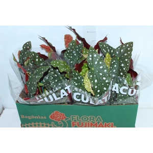 BEGONIA MACULATA P15 PO