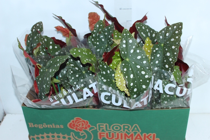 <h4>BEGONIA MACULATA P15 PO</h4>