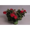 Pelargonium peltatum Gabry (Red)