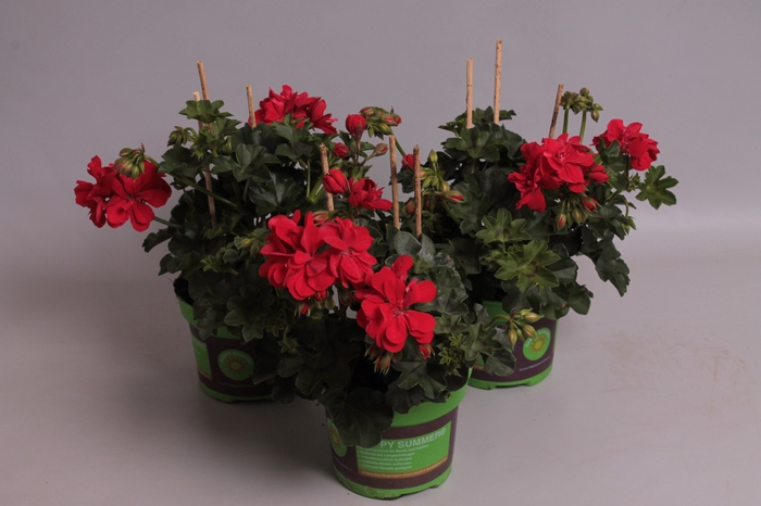Pelargonium peltatum Gabry (Red)