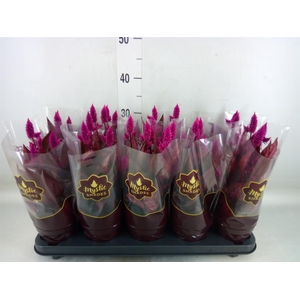 Celosia spic. 'Mystic Shades'